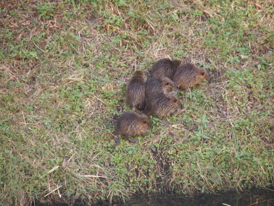[Six nutria walk as a group along the hillside. It's a wonder some of them can move considering how close to each other they are.]